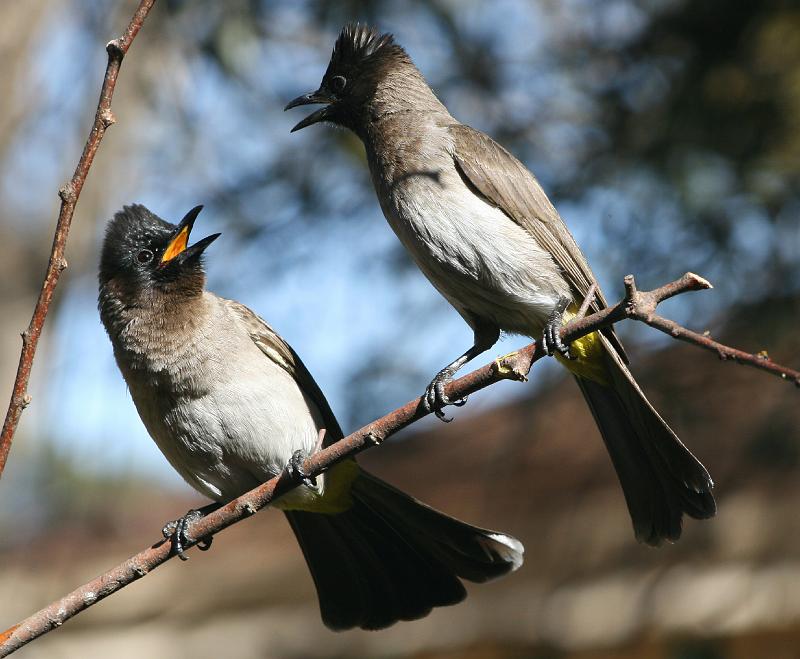 frieda 162.jpg - Vrou ek het vir jou gese dit is verkeerde plek die!